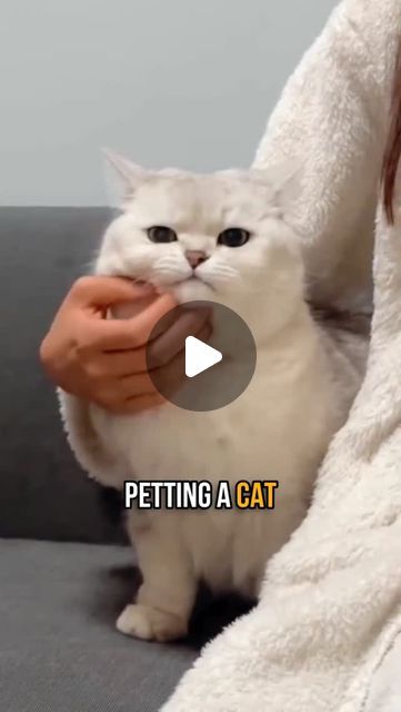 Cuddle Cat's Tales on Instagram: "Secret To Petting Your Cat The Right Way! 🐱 #shorts #facts #cutecats #cats #catlover #viralviews #catlife" Cat Cuddle, Special Pictures, Cat Gif, Cat Life, Cute Cats, Cat Lovers, Animals, On Instagram, Instagram