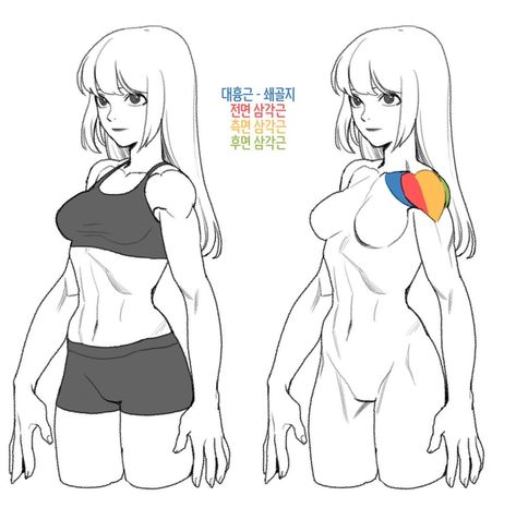 Female Anatomy Reference, Male Figure Drawing, Female Drawing, Human Anatomy Drawing, Human Figure Drawing, Anatomy Sketches, Body Reference Drawing, 캐릭터 드로잉, Female Anatomy