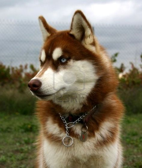 red husky with blue eyes Red Husky Puppies, Red Siberian Husky, Husky With Blue Eyes, Puppies With Blue Eyes, Red Husky, Alaskan Husky, Husky Pics, Golden Retriever Mix, Cute Husky