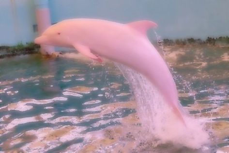 Kokomi Aesthetic Core, Pink Coconut Girl Aesthetic, Tropical Core Aesthetic, Pink Mermaid Aesthetic, Malibu Barbie Aesthetic, H20 Aesthetic, Keywest Kitten, Mermaid Motel, Tropical Core