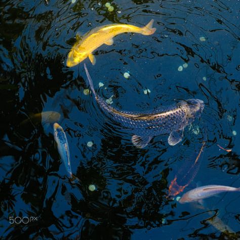 tropical fish Golden Fish, Tropical Fish, Koi, Fish, Instagram, Nature