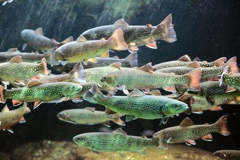 School of salmon. Sockeye Salmon, Salmon Fish, Ocean Painting, Facebook Image, Freshwater Fish, Image Photography, Sea Life, Alaska, Fresh Water