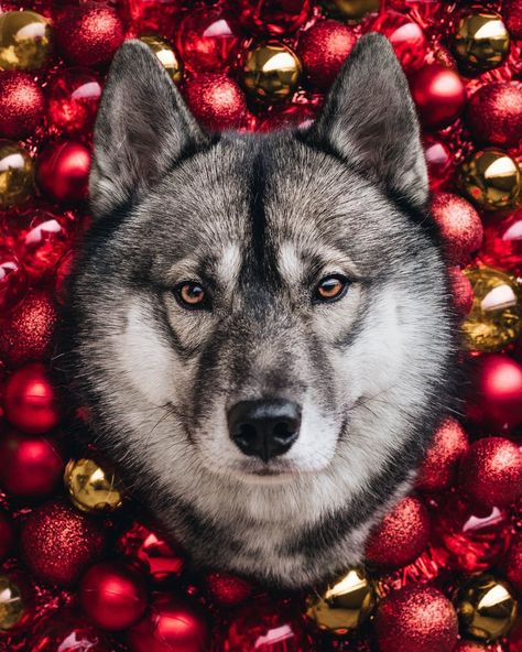 🐺 𝔹𝕠𝕤𝕥𝕠𝕟 🐾🐾 on Instagram: “Repost It is Christmas in the heart that puts Christmas in the air 🎄❤ J-10 avant Noël, vous êtes aussi pressé que moi? . . . . . .…” Big Thanks, Wolf Dog, Siberian Husky, Instagram Repost, In The Heart, Husky, Boston, Dogs, 10 Things