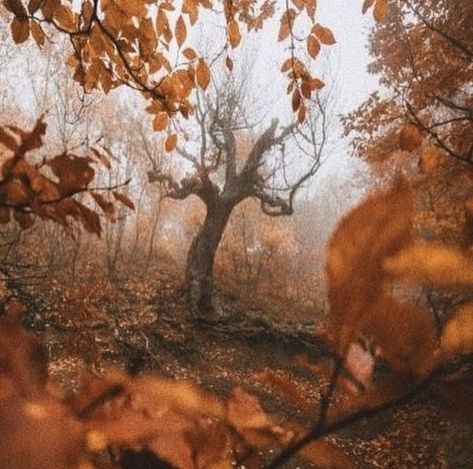 credit to photographer Eladrin Aesthetic, Autumn Fairy Aesthetic, Autumn Eladrin, Autumn Fae, Queen Of Disaster, Autumn Court, Fae Aesthetic, Autumn Woods, Dark Fairytale