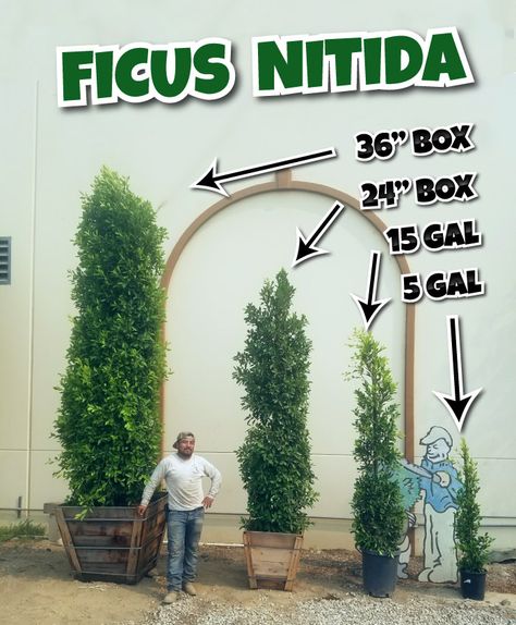 Ficus Tree Outdoor, Malaysia Garden, Ficus Hedge, Ficus Nitida, Privacy Hedges, Arizona Backyard, Landscape Nursery, Italian Cypress, Privacy Hedge