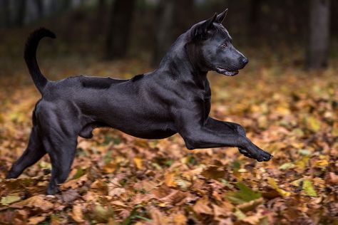 Strong Dogs, Thai Ridgeback, Ridgeback Dog, Rare Dogs, Rare Dog Breeds, Bored Dog, Street Dogs, Dogs Cute, Border Collies