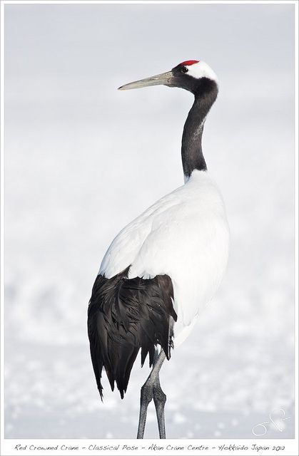 Red-crowned Japanese crane. Crane Pose, Red Crowned Crane, Crowned Crane, Water Birds, Japanese Crane, Hokkaido Japan, Red Crown, Crane Bird, Nature Birds