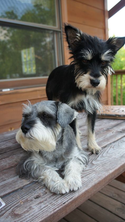 Straight hair & pointy ears vs. Curly and droopy! Love schnauzers! Schnauzer Cut, Miniature Schnauzers, Pointy Ears, Wavy Haircuts, Mini Schnauzer, Miniature Schnauzer, Straight Hair, Cute Hairstyles, Straight Hairstyles