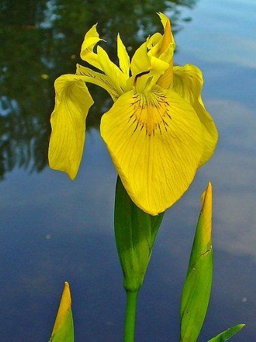 Iris Versicolor, Growing Irises, Yellow Iris, Indoor Flowering Plants, Iris Painting, Pond Plants, Plant Problems, Iris Flowers, Yellow Flower