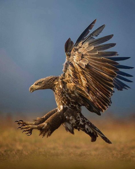 Wedge Tailed Eagle, Aigle Royal, White Tailed Eagle, Eagle Wallpaper, Sea Eagle, Eagle Pictures, Eagle Tattoos, Golden Eagle, Bird Drawings