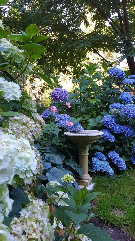 Blue Garden Aesthetic, Grandparents Day Crafts For Preschoolers, Fancy Garden, Mystical Garden, Grandparents Day Crafts, Garden Decoration Ideas, Hydrangea Garden, Garden Decor Ideas, Blue Garden