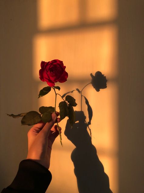 #aesthetic #rose #wallpaper #background #backgroundsforphones #goldenhour #reflection #photography Aesthetic Rose Wallpaper, Aesthetic Rose, Reflection Photography, Rose Wallpaper, Photography, Red