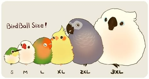 Funny Parrots, 강아지 그림, Exotic Bird, Cute Animal Drawings Kawaii, Funny Birds, Pretty Animals, Funny Animal Jokes, Kawaii Animals, Bird Drawings