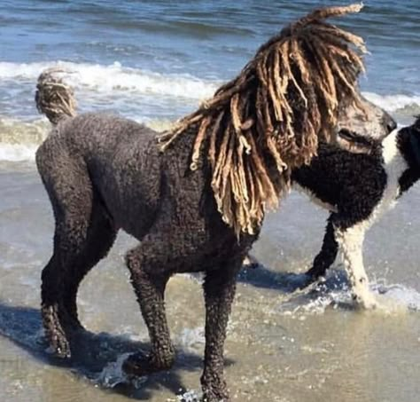 Canine Aesthetic, Poodle Groom, Hiking Dog, Poodle Hair, Poodle Haircut, Poodle Dogs, Poodle Cuts, Poodle Grooming, Dog Haircuts