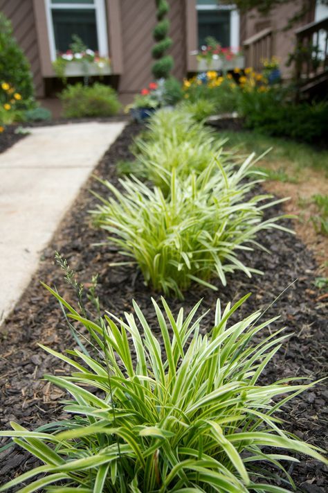 Landscape With Grasses, Inexpensive Landscaping, Grass Landscaping, Front Yard Landscape, Amazing Grass, Driveway Landscaping, Yard Landscape, Grasses Landscaping, Easy Landscaping