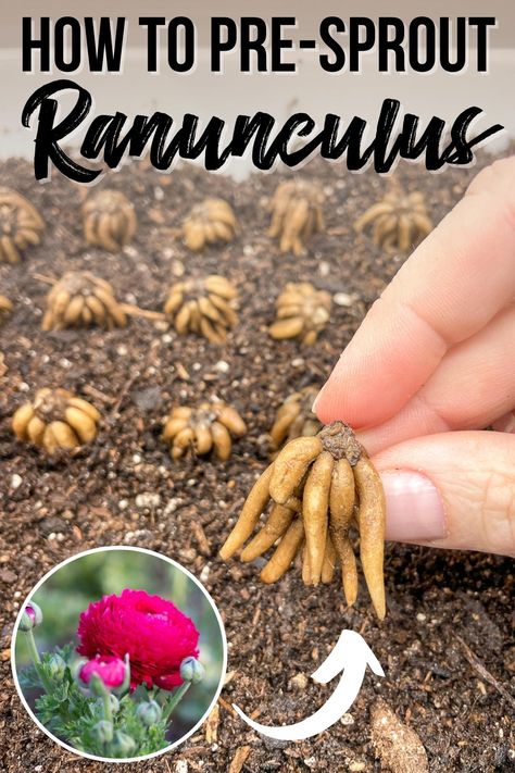 Ranunculus In Containers, How To Grow Ranunculus In Pots, How To Grow Ranunculus, Ranunculus In Pots, Growing Ranunculus In Pots, How To Plant Ranunculus Bulbs, Ranunculus In Garden, Planting Ranunculus Bulbs, Growing Ranunculus Flowers