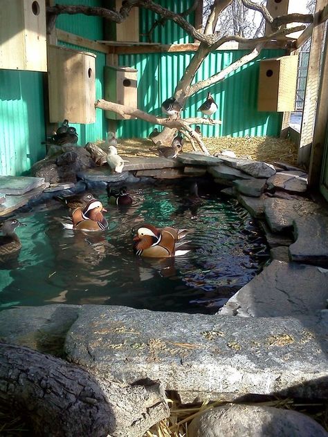 Nice mandarin pen Duck Aviary, Duck Pond Ideas, Duck House Ideas, Chicken Duck Coop, Duck Enclosure, Duck Ponds, Duck House Plans, Call Ducks, Duck Houses