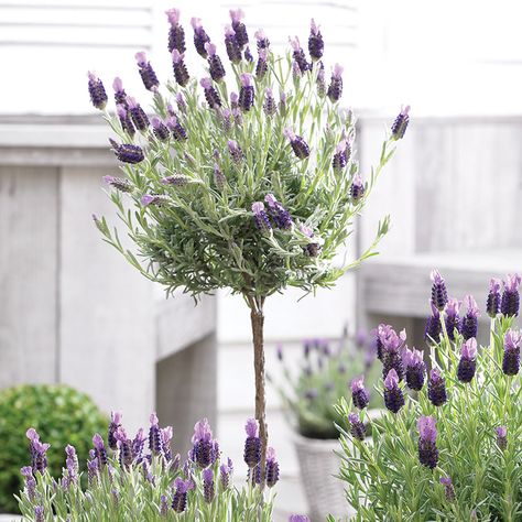 Lavender Patio Tree | Grow Things Better Lavender Tree Landscaping, Lavender Tree In Pot Care, Lavender Patio, Lavender Potted Plant, Rare Houseplants, Lavender Tree, Potted Plants Patio, Patio Trees, Topiary Plants