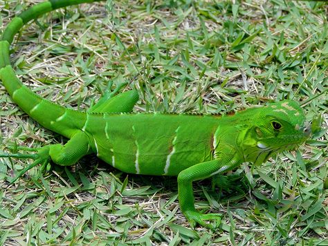 La iguana verde - El blog de Bichomanía Lizard Lick Towing, Garden Snakes, Green Iguana, Baby Dino, Water Dragon, Animal Totems, Green Baby, Reptiles And Amphibians, Lizards