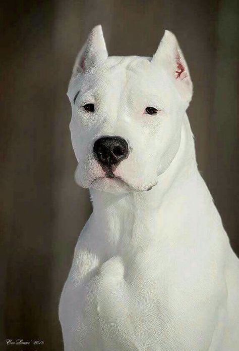 Dog Argentino, Pitbull Dog Breed, Bully Breeds Dogs, Corso Dog, Bulldog Breeds, Scary Dogs, Albino Animals, Tibetan Mastiff, Ghost Dog