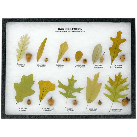 Types Of Oak Trees, Oak Tree Leaves, Red Oak Leaf, Willow Oak, Pruning Saws, Tree Id, Leaf Collection, Tree Identification, Soil Testing