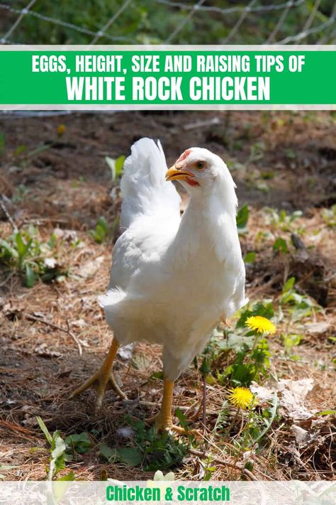 Get ready to become a pro at raising White Rock chickens with our comprehensive guide. White Rock Chicken, Barred Rock Chickens, Plymouth Rock Chicken, Barred Rock, Types Of Chickens, Rock Family, Sweet Chicken, Plymouth Rock, Laying Hens