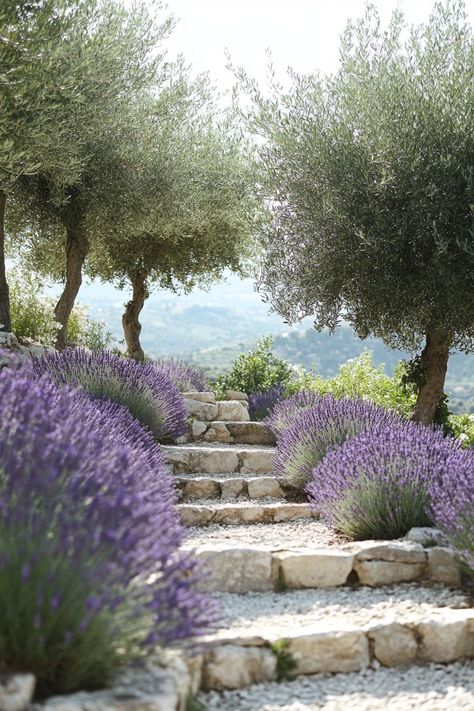 Mediterranean landscaping with lavenders and olive trees. Transform your garden into a Mediterranean oasis with captivating landscape ideas featuring stately olive trees. Olive Trees Landscape Backyards, Meditterean Garden, Olive Tree Landscaping, Tree Landscaping Ideas, Olive Tree Garden, Entry Walkway, Garden Provence, Olive Trees Landscape, Olive Trees Garden