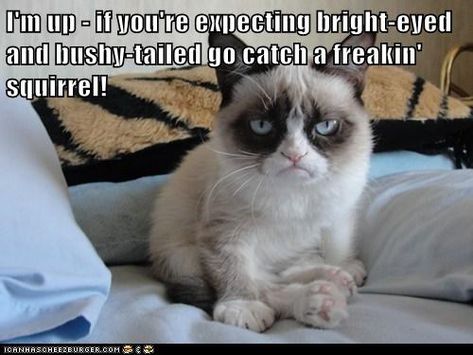 I'm up - if you're expecting bright-eyed and bushy-tailed go catch a freakin' squirrel! Grumpy Cat Memes, Grumpy Cat Meme, Grumpy Cat Quotes, Cat Advice, Grumpy Cat Humor, Angry Cat, Funny Cats And Dogs, Cat Quotes, Funny Cat Memes