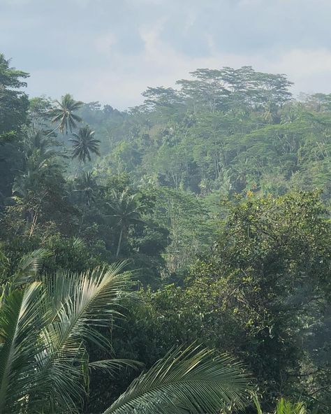 Lisa-Marie and Tim on Instagram: “soft, rainy, gloomy, mystical jungle mornings are sure one of the best things to feel. to feel very much alive.🕊 #bali” Rainy Jungle, Very Much Alive, Perfect Place, Bali, Photo Wall, Forest, Good Things, Natural Landmarks, Water