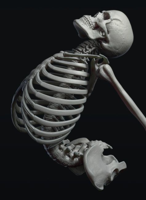 Human Skeleton Art Reference, Skeleton In Different Poses, Skeleton With Muscles, Skeleton Anatomy Reference Pose, Human Ribcage Anatomy, Skeleton Body Reference, Anatomically Correct Skeleton, Skeleton Dynamic Poses, Skeleton Pose Reference