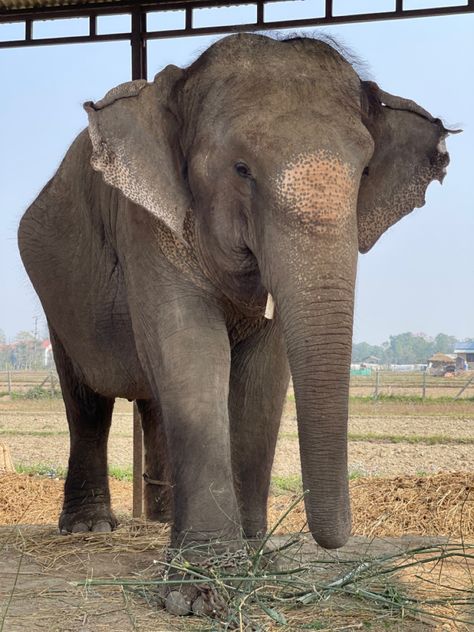 Elephant on sauraha chitwan nepal Chitwan Nepal, Nepal, Elephant, Quick Saves