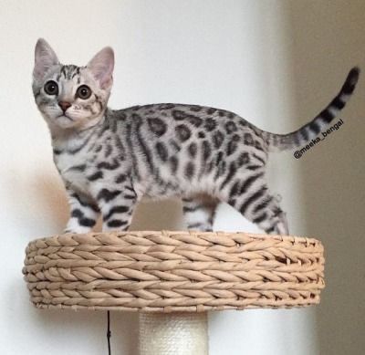 Cats Tumblr, Bengal Kitten, Bengal Cats, Cat Behavior, Domestic Cat, Bengal Cat, Cute Creatures, Pretty Cats, Beautiful Cats