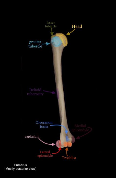 Appendicular Skeleton 
Bones Humerus Anatomy, Notes Anatomy, Skeletal Anatomy, Anatomy Lab, Basic Anatomy, Anatomy Bones, Basic Anatomy And Physiology, Anatomy Physiology, Human Body Anatomy