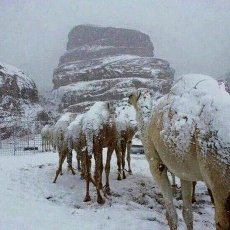 Snow on camels in the desert, Tabuk, Saudi Arabia Winter In The Desert, Saudi Desert Aesthetic, Snow In The Desert, Saudi Arabia Mountain, Desert Snow, Animales Cute, Tabuk Saudi Arabia Snow, Saudi Arabia Culture, Cute Pets