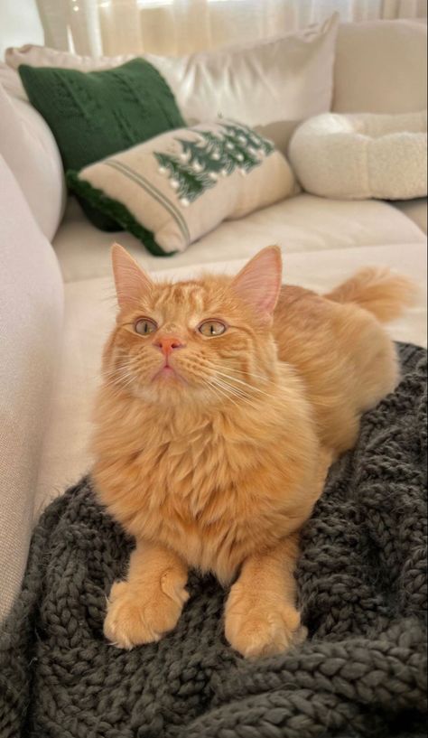 Long Hair Tabby Cat, Fluffy Orange Cat, C Is For Cat, Dream's Cat, Cat Hiding, Gorgeous Cats, Orange Cats, Orange Tabby, Ginger Cats