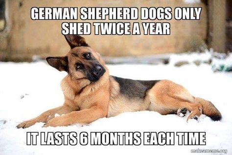 Dog Funnies, Blue German Shepherd, German Shepherd Memes, Athletic Dogs, German Shepherd Funny, Black German Shepherd, Funny Dog Memes, Shepherd Dogs, Funny Animal Jokes