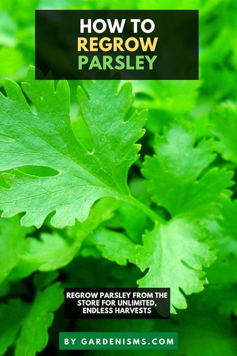 How to Grow Parsley From Cuttings (Regrow Store-Bought Parsley) - Gardenisms Parsley Growing, How To Preserve Parsley, Grow Parsley, Growing Parsley Indoors, How To Harvest Parsley, Harvesting Parsley How To, Growing Parsley, Parsley Plant, Seed Starter Kit