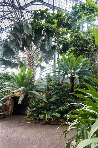 Greenhouse with tropical plants Greenhouse Indoor, Jungle Trees, Tropical Greenhouses, Palm Tree Pictures, Rainforest Trees, Tropical Trees, Jungle Tree, Jungle Tropical, Plant Background