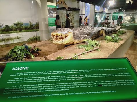 Lolong Aesthetic Exhibition, National Museum Of Natural History, Camp Crafts, Summer Camp Crafts, Museum Of Natural History, Natural History Museum, Science Museum, Manila Philippines, How To Go