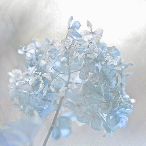 Cute Blue Wallpaper, Alice Blue, Blue Icon, Baby Blue Aesthetic, Color Celeste, Light Blue Aesthetic, Blue Wallpaper Iphone, Blue Aesthetic Pastel, Live Colorfully