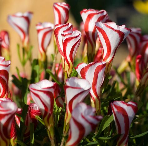 https://flic.kr/p/4mnCoz | Strawberry Cornetto Flowers Candy Cane Sorrel, Oxalis Versicolor, Hosta Flower, Hydrangea Seeds, Grow Seeds, Flowers Exotic, Orchid Seeds, Balcony Plants, Home Garden Plants