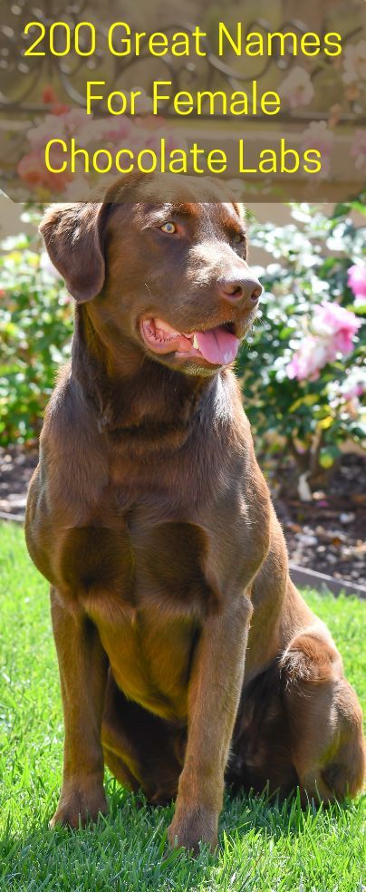 Female Lab Puppy Names, Chocolate Lab Puppy Names, Chocolate Lab Aesthetic, Chocolate Lab Names, Female Chocolate Lab, Puppy Names Unique, Copycat Crumbl Cookie, Cookies Recipes Chocolate, Puppies Names