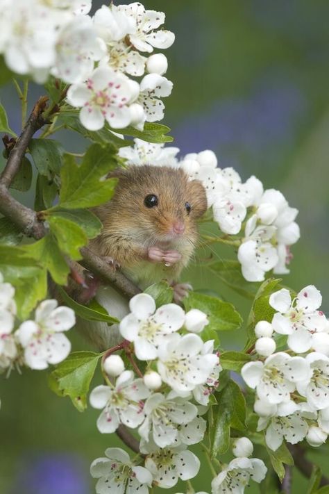 Harvest Mouse, 웃긴 사진, Cute Mouse, Cute Animal Pictures, Tree Branch, Cute Creatures, Sweet Animals, Animal Photo, Nature Animals