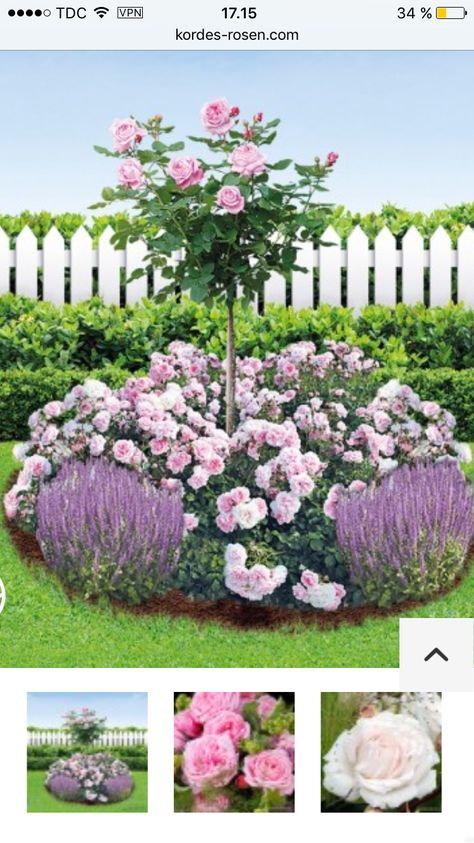 Small Garden Design Ideas Budget, Garden Boarders Ideas, Simple Backyard Landscaping, Rose Companion Plants, Small Garden Design Ideas, Landscaping Decor, Rose Garden Landscape, Rosen Beet, Garden Planning Layout