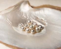 Just pearly Goddess Of Love, Pearl And Lace, Irises, South Sea Pearls, Aphrodite, Kitsch, The Little Mermaid, Pearl Jewelry, Sea Shells