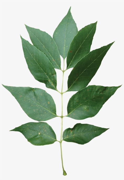 Ash Leaves, Ash Leaf, Leaf Png, Png Free Download, Png Download, Png Transparent, Transparent Png, Png Image, Png Images