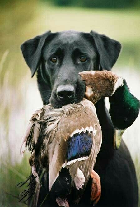 Duck Hunting Photography, American Labrador, Hunting Photography, Goose Hunting, Waterfowl Hunting, Bird Hunting, Bird Dogs, A Duck, Duck Hunting