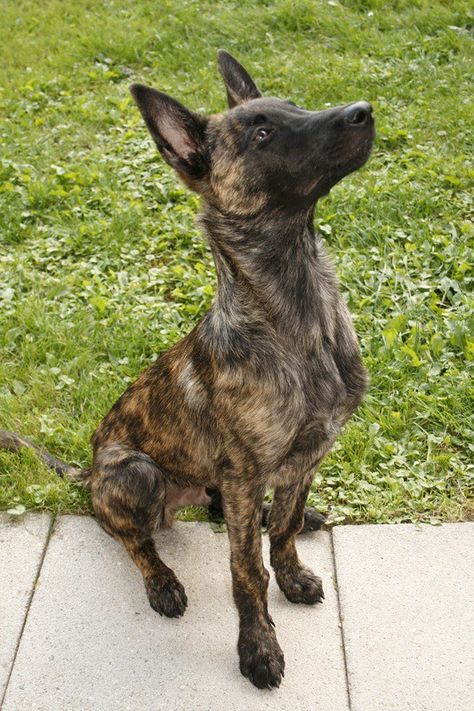 Shiloh Shepherd Dog, Dutch Shepherd Dog, Dutch Shepherd, Belgian Malinois Dog, Malinois Dog, Psy I Szczenięta, Dapple Dachshund, Cute Dog Photos, Old Dutch