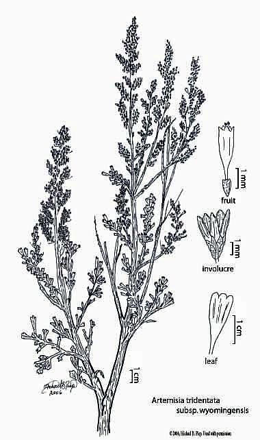 Nevada Sage Brush Tattoo, Juniper Tattoos, Sagebrush Drawing, Sage Brush Tattoo, Sagebrush Tattoo, Artemisia Tridentata, Big Sagebrush, Sage Tattoo, Tattoo Lotus Flower