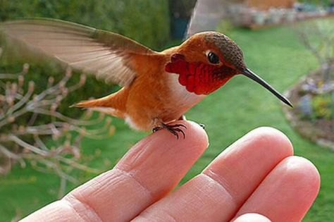 Red Breasted HummingBird Balances On Janine Linning's Finger Baby Hummingbirds, All Birds, Exotic Birds, Pretty Birds, Colorful Birds, Little Birds, Small Birds, Wild Birds, 귀여운 동물